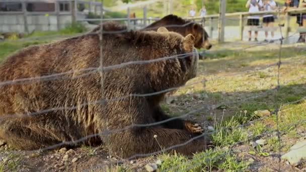 Grizzly Αρκούδες Grinder Και Coola Στο Grizzly Habitat Στην Κορυφή — Αρχείο Βίντεο
