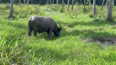 Bir su bufalosu Tayland 'da yemyeşil bir alanda otluyor. Uzun palmiye ağaçları ve yoğun bitki örtüsüyle çevrili.