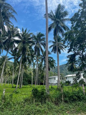 Bu fotoğraf, uzun palmiye ağaçlarının Ko Samui, Tayland 'da dağınık bulutlarla mavi gökyüzüne uzanmasını gösteriyor.