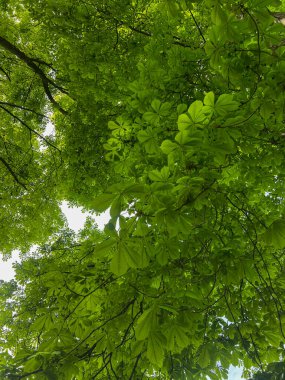 Bu fotoğraf canlı yeşil yapraklarının arasından süzülen güneş ışığıyla at kestanesi ağacının yemyeşil gölgesini yakalar.
