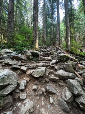 Bir Grouse Grind yürüyüş patikasının kayalık, engebeli bir bölümü. Uzun yeşil ağaçlarla çevrili. Yoğun ormanda zorlu bir tırmanış sunuyor.