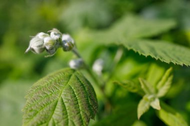 Detaylı yeşil yaprakları ve çiçek açmaya hazır küçük çiçek tomurcukları olan bir ahududu bitkisinin yakın çekimi.