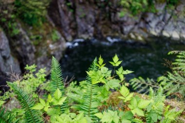 Kuzey Vancouver, Britanya Kolumbiyası 'ndaki Cleveland Barajı yakınlarındaki Capilano Nehri boyunca yeşil eğreltiotu ve yaprakların yakın görüntüsü.