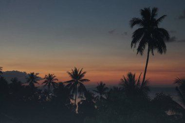 Palmiye ağaçlarının siluetleri Koh Samui adasında canlı turuncu ve mavi günbatımı gökyüzüne karşı dramatik bir tropikal manzara yaratıyor.