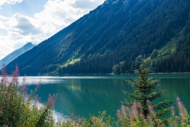Duffey Gölü 'ndeki dağ manzarasında ön planda mor yakut çiçekleri, yemyeşil ağaçlar ve sakin sulara yansıyan dağ yamaçları bulunur.