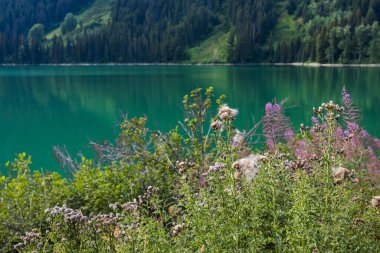 Duffey Gölü 'nde turkuaz sular sergileniyor. Yoğun yeşil orman yamaçlarıyla çevrili, kır çiçekleri ve ön planda çalılarla çevrili.