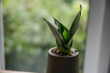 Küçük yılan bitkisi (Sansevieria) minimalist beton tencerede beyaz çakıl taşı kaplama pansuman ile yetişiyor.