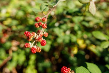 Canlı kırmızı böğürtlenler yemyeşil bir çalıda asılı, yumuşak doğal arka plan bulanıklığıyla yakalanmış.
