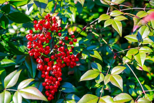 Red poison berries on green tree. Close up.