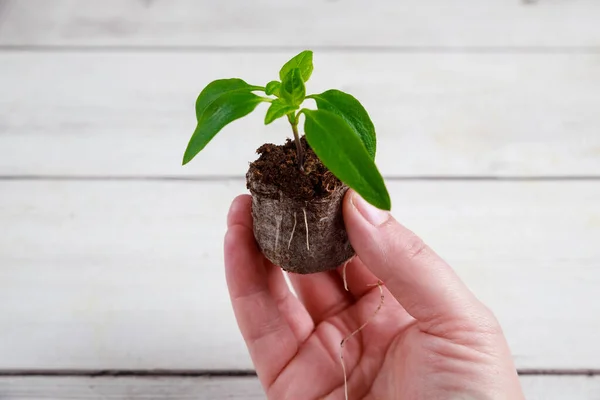 Seedling Bell Pepper Peat Tablet Well Developed Roots — Stock Photo, Image
