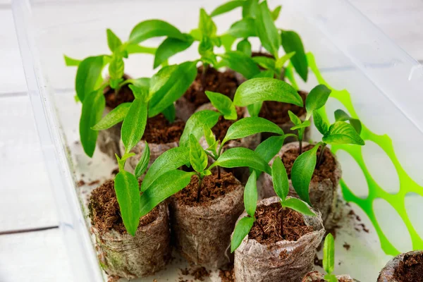 Starting Peat Tablet Used Grow Bell Pepper Seedlings — Stock Photo, Image