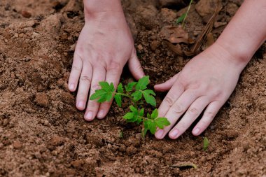 Planting young tomato seedlings in the ground. clipart