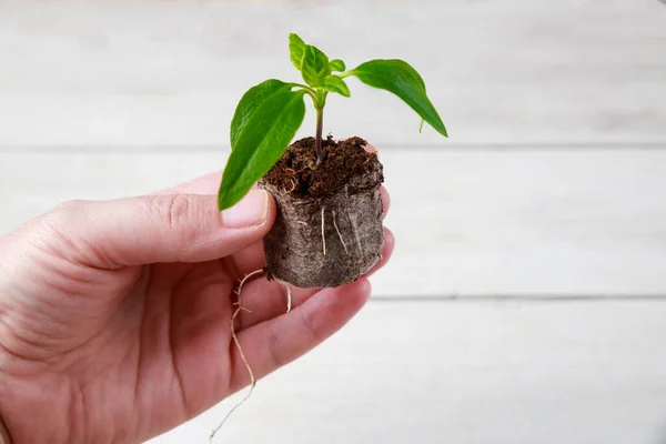 Bell Pepper Seedling Peat Tablet Well Developed Root System — Stock Photo, Image