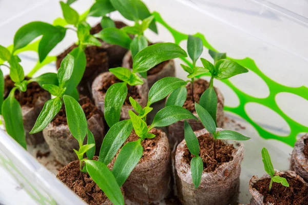 Planting Bell Pepper Seedlings Starting Peat Tablets — Stock Photo, Image