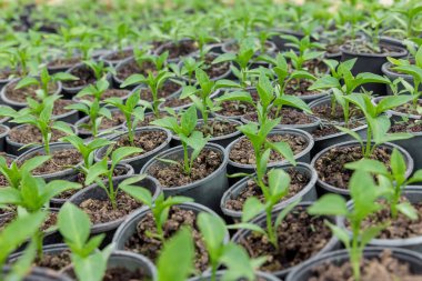 Bir sürü salatalık fidanı bir saksıda yetişiyor. Bahçe işleri.