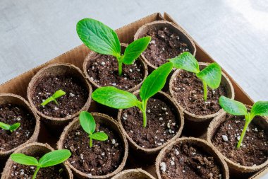 Bozunabilir çömleklerde kabak fideleri yetişiyor..