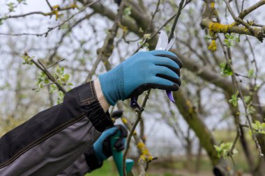 As spring approaches, men use pruning shears to cut branch from a fruit tree.