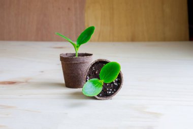 Zucchini seedlings growing in a pot. Garden work.