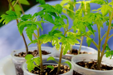 Plastic pot is used to grow tomato seedlings.