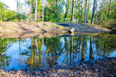 Pond in the forest, reflection of trees in the water.