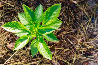 Toprağa tatlı bir biber tohumu ekiliyor..