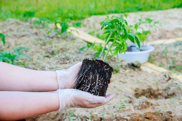 Plantación Plántulas Tomates Con Sistema Radicular Bien Desarrollado —  Fotos de Stock