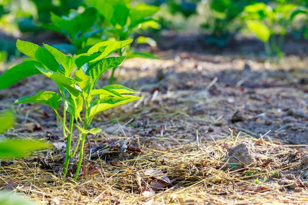 Die Paprika Setzlinge Werden Die Erde Gepflanzt — Stockfoto
