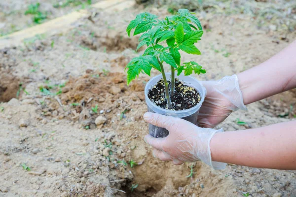 Tomatensetzlinge Werden Die Erde Gepflanzt — Stockfoto