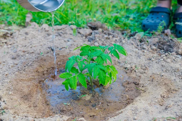 Plantar Plántulas Tomate Riégalas Bien —  Fotos de Stock