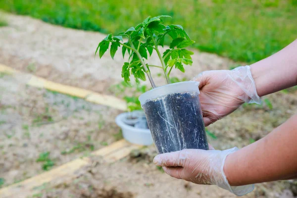 The plants of tomato should have a well developed root system when planted.
