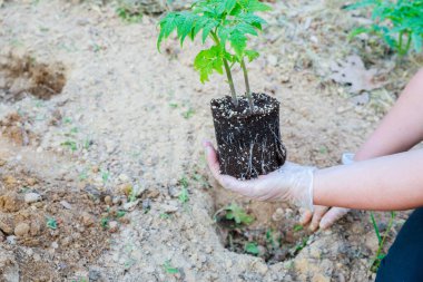İyi gelişmiş bir kök sistemi domates ekmek için gereklidir..