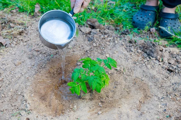 Menyiram Tomat Bibit Ketika Menanam Mereka Tanah — Stok Foto