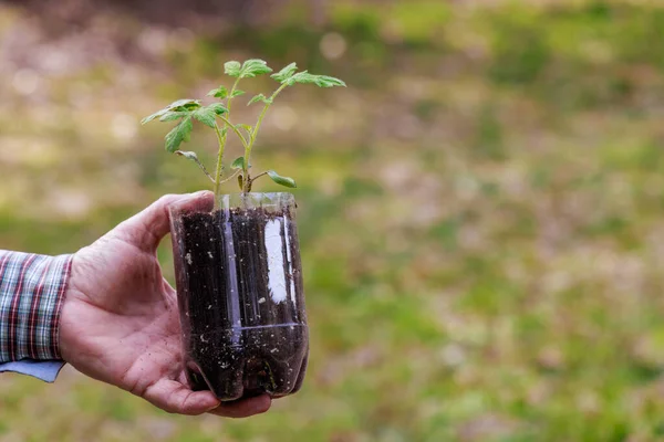 Tomaten Setzlinge Plastikbehälter Zur Pflanzung Die Erde Bringen — Stockfoto