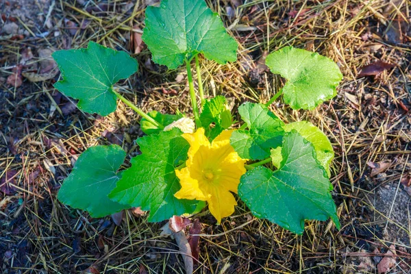 Eine Leuchtend Gelbe Blume Blüht Auf Einer Unreifen Zucchini — Stockfoto
