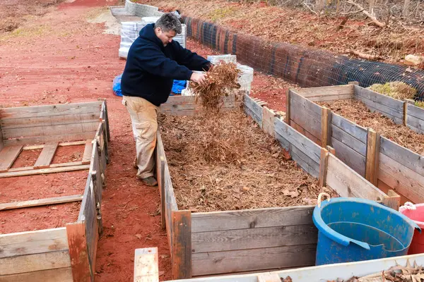 A man fills raised garden beds with dry leaves.