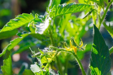 Bahçedeki domates fideleri sarı çiçeklerle çiçek açıyor..