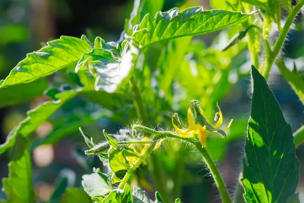 Pomidory Sadzonki Ogrodzie Kwitną Żółtymi Kwiatami Obrazek Stockowy