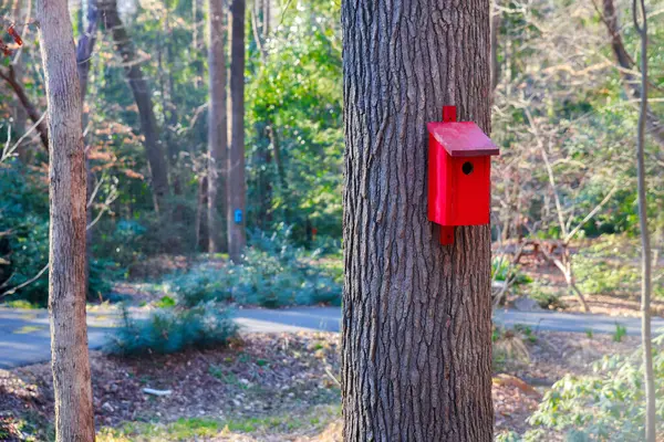 Красный Скворечник Пригвожденный Дереву Лесу Лицензионные Стоковые Изображения