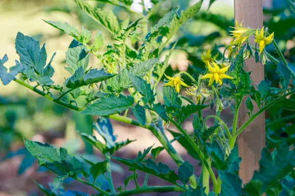 Sadzonki Pomidorów Kwitnące Żółtymi Kwiatami Ogrodzie Obraz Stockowy