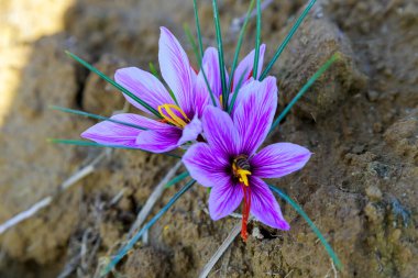Toprakta açan parlak mor safran çiçekleri zengin kahverengi toprak ve yeşil iplikler karşısında narin taç yaprakları ve canlı renkler sergiliyor..