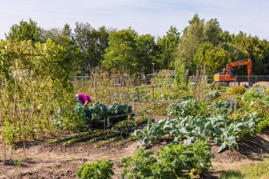 Hollanda 'nın Groningen eyaleti Westerkwartier belediyesinin arka planında IKC okulu bulunan Marum' daki tahsis bahçesi