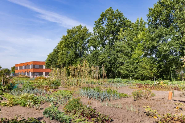 Kleingarten Marum Mit Ikc Schule Hintergrund Gemeinde Westerkwartier Der Provinz — Stockfoto