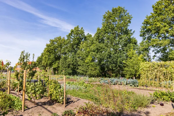 Jardín Parcelas Marum Con Escuela Ikc Fondo Municipio Westerkwartier Provincia —  Fotos de Stock