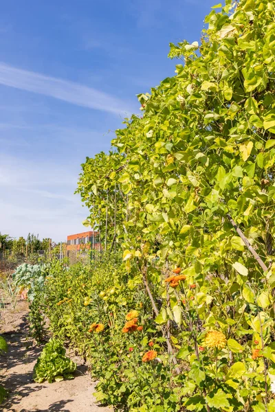 Kebun Alokasi Marum Dengan Sekolah Ikc Latar Belakang Munisipalitas Westerkwartier — Stok Foto