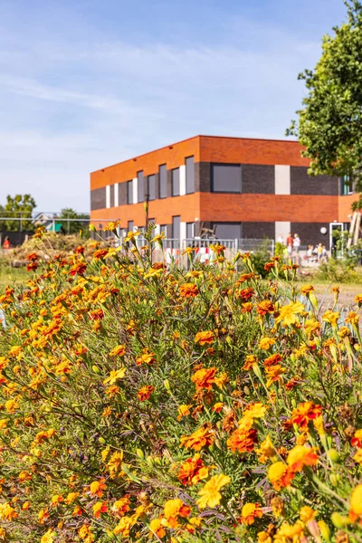 Kleingarten Mit Afrikanischer Ringelblume Gegen Nematoden Marum Mit Ikc Schule — Stockfoto