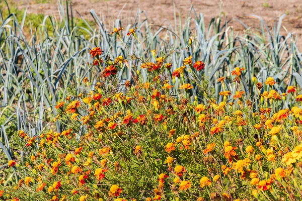 Loteamento Jardim Com Africano Marigold Contra Nematoides Marum Município Westerkwartier — Fotografia de Stock