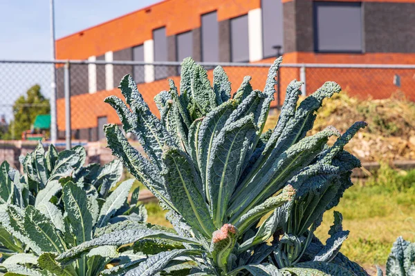 Palm cabbage in allotment garden in Marum with IKC school in the background in municipality Westerkwartier in Groningen province the Netherlands