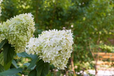 Closeup blooming Limelight Hydrangea paniculata shrub in garden clipart