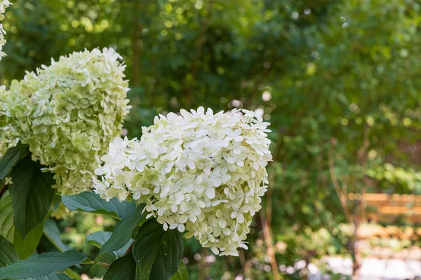 Detailní Kvetoucí Limelight Hydrangea Paniculata Keře Zahradě — Stock fotografie