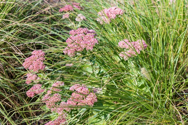 庭に観賞用草のセダムの花 — ストック写真